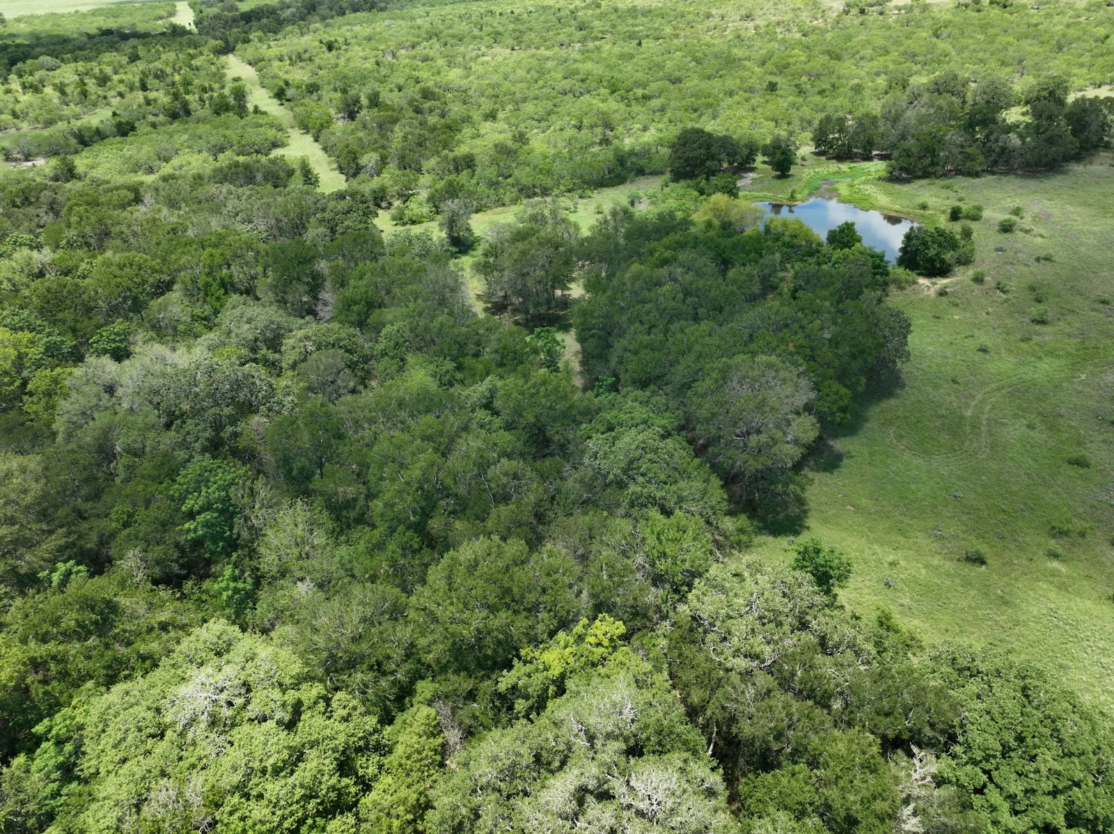 McCormick Ranch — 119 acres of land for sale in Lockhart, TX